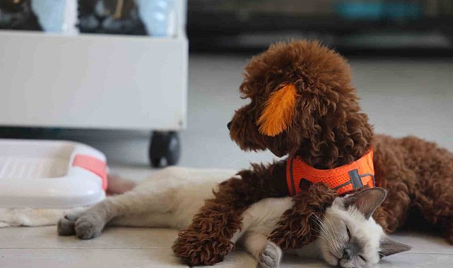 Köpek ile kedinin dostluğu görenleri hayretler içerisinde bırakıyor