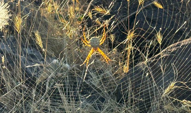 Muş'ta zehirli örümcek türüne rastlandı