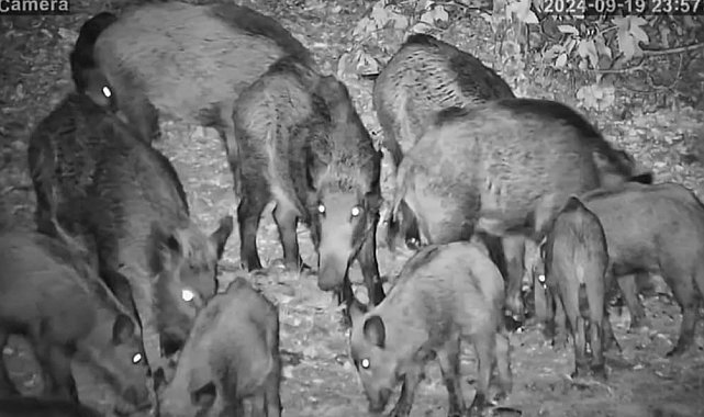 Onlarca domuz, yiyecek bulmak için yerleşim yerine kadar indi
