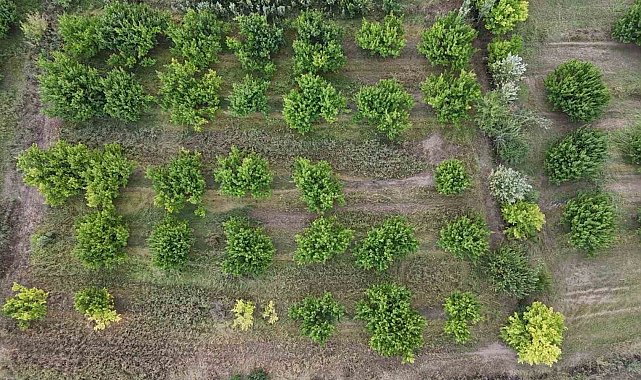 Sonbaharda İrem Bağları'nda renk cümbüşü