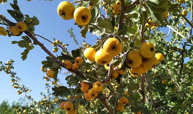 Sonbaharın aromatik meyvesi 'alıç' tezgahtaki yerini aldı