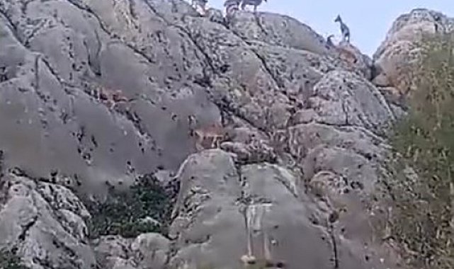Tarihi mahalle Harput'ta dağ keçileri sürü halinde görüntülendi