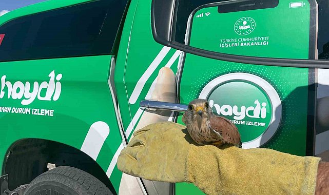 Yaralı atmaca koruma altına alındı