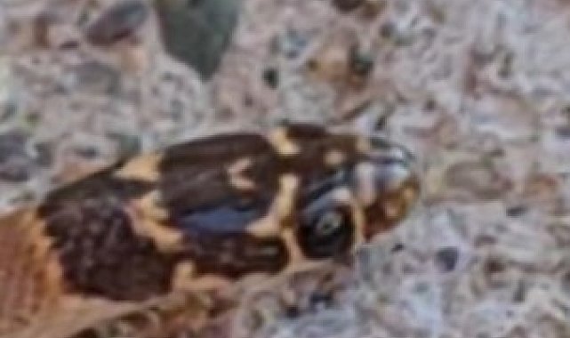 Yılanların en uysalı, Tunceli'de görüntülendi