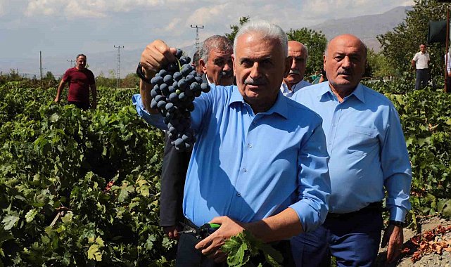 Yıldırım memleketinde Cimin üzümünün hasadına katıldı