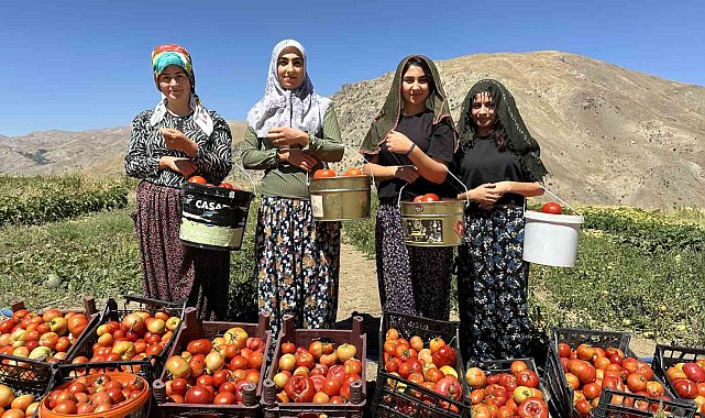 Yüksekova'da kadınların eliyle domates hasadına başlandı
