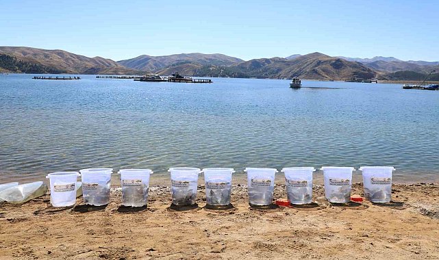 15 ilde 25 milyon yavru sazan suya bırakıldı