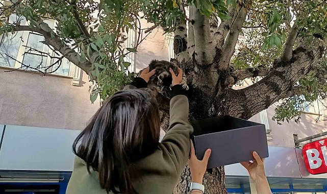 Ağaçtan aşağı inmeyen yavru kedi yaş mamayla ikna edildi