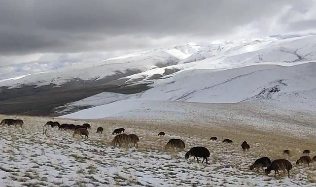 Ağrı'da yaylaya çıkan koyunlar kar altında kaldı
