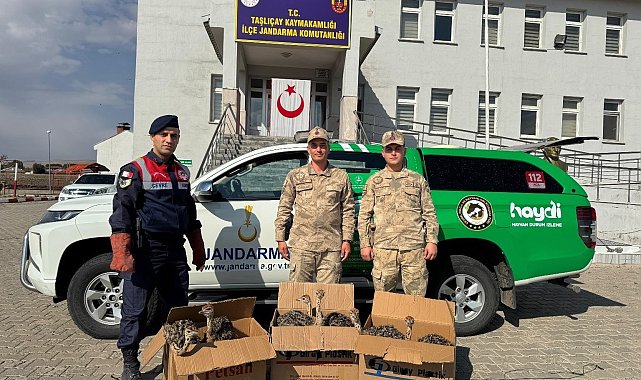 Ağrı'da yolcu otobüsünde 6 yavru deve kuşu ele geçirildi