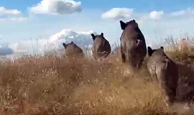 Ahlat'ta domuz sürüsü görüntülendi