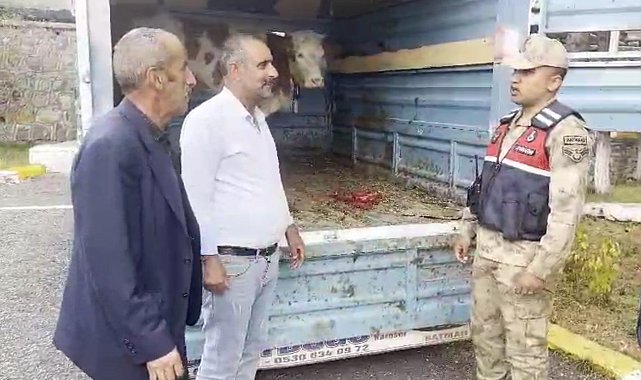 Ardahan çalınan büyükbaş hayvan Kars'ta jandarmaya takıldı
