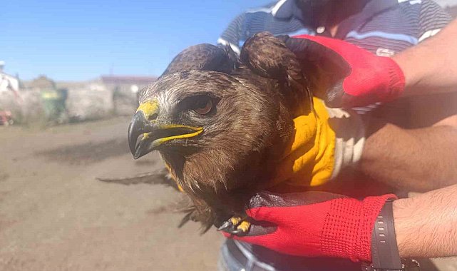 Ardahan'da yaralı bulunan kara çaylak tedaviye alındı