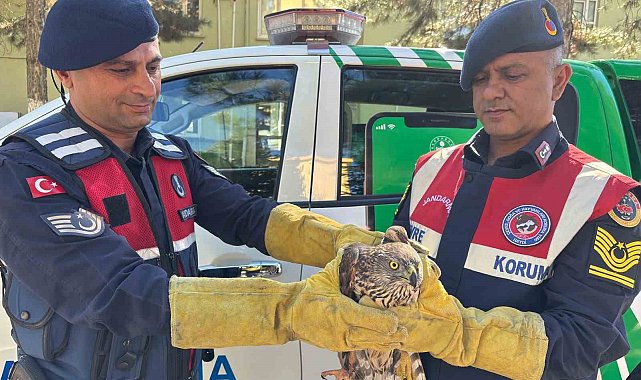Arguvan'da yaralı Kızıl Şahin koruma altına alındı