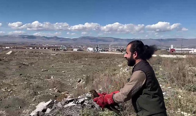 Arı şahini özgürlüğüne kavuştu