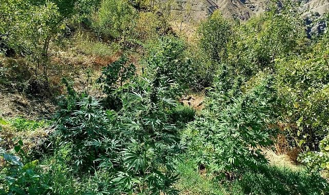 Bingöl'de 505 kök kenevir ele geçirildi
