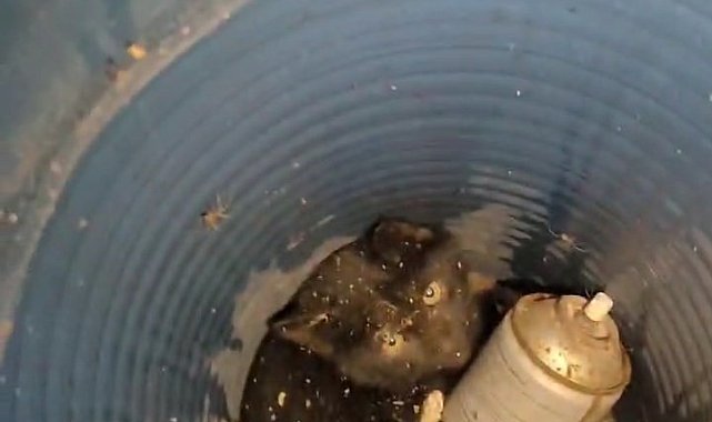 Bingöl'de borunun içerisinde mahsur kalan kedi kurtarıldı