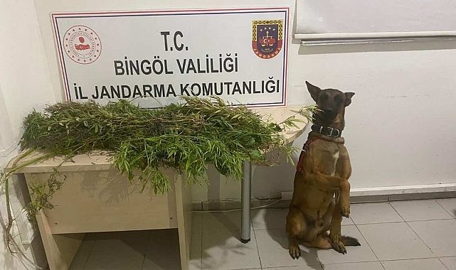 Bingöl'de uyuşturucuyla mücadele
