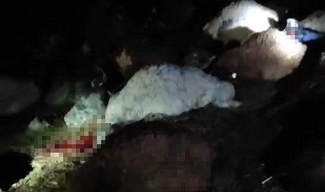 Bingöl'de üzerine yıldırım düşen 30 hayvan telef oldu
