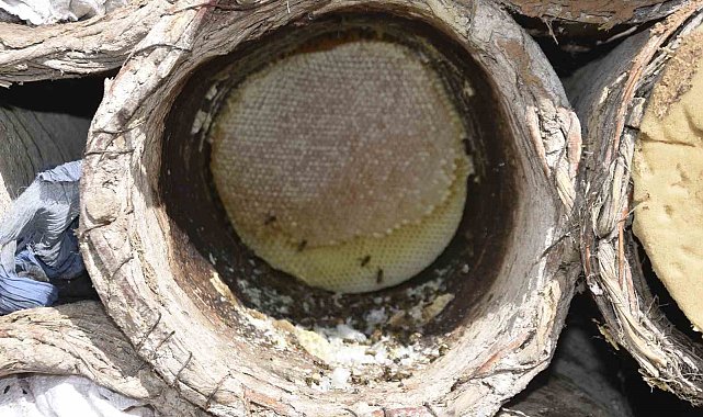 Bitlis'te dünyaca ünlü karakovan balının hasadına devam ediliyor