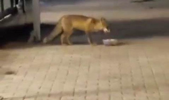 Ciğercinin 'en sevimli' müdavimi