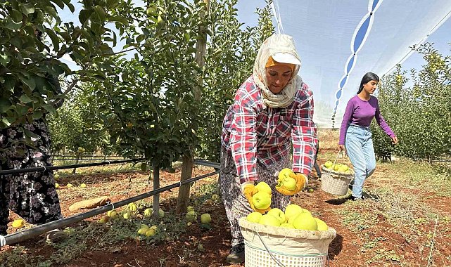 Doğanşehir'de elma hasadı başladı