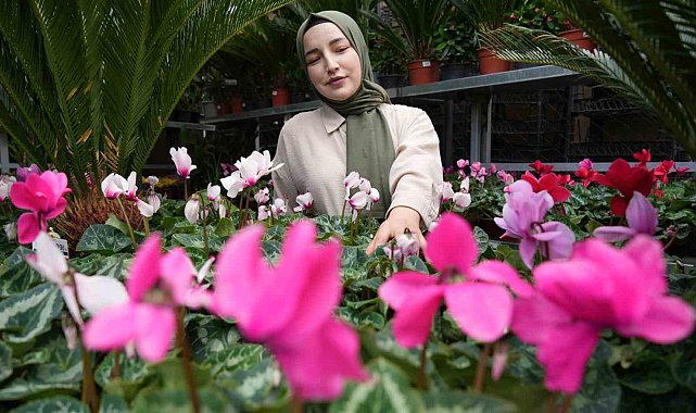 Ekim ayında en çok tercih edilen çiçekler kasımpatı ve sıklamen oluyor