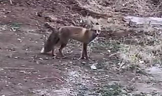 Elazığ'da aç kalan tilki yiyecek bulmak için şehre indi