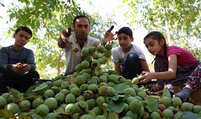 Elazığ'da ceviz hasadı başladı