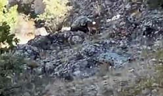 Elazığ'da koruma altındaki dağ keçileri sürü halinde görüntülendi