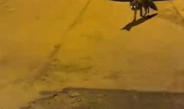 Elazığ'da tilkiden şehir gezintisi