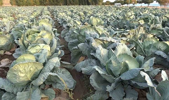Erciş'te lahana hasadı başladı
