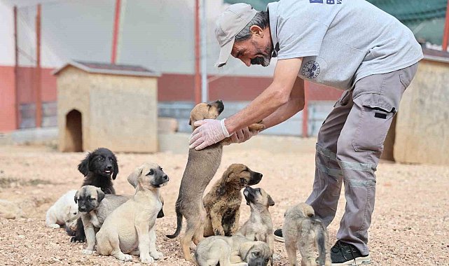 Geçici Hayvan Bakımevi ve Rehabilitasyon Merkezi'nde 9 bin hayvan tedavi edildi