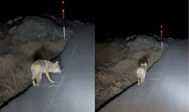 Hakkari'de aç kalan kurt yerleşim alanına indi
