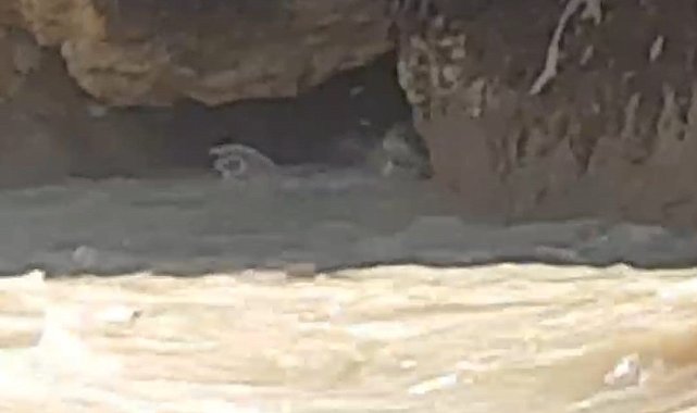 Hakkari'de su samuru görüntülendi