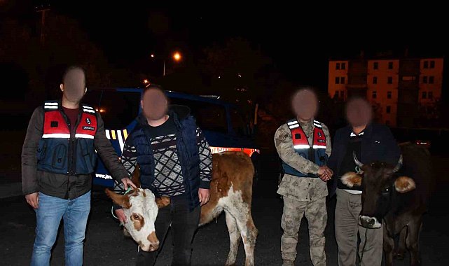 Horasan'dan hayvan çalan hırsız Sarıkamış'ta yakalandı