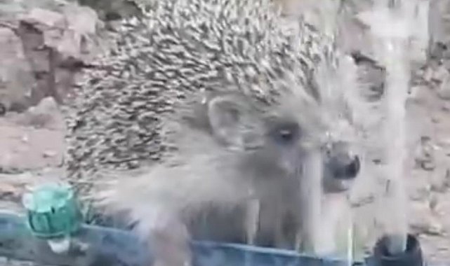 Hortumdan kana kana su içen kirpinin sevimli halleri gülümsetti