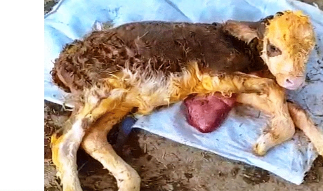 Iğdır'da kalbi dışarıda doğan buzağı