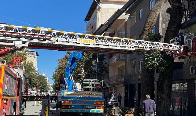 Iğdır'da tehlike arz eden ağaçlara müdahale