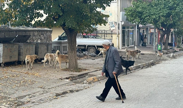 Kağızman'da başıboş köpekler tehlike saçıyor