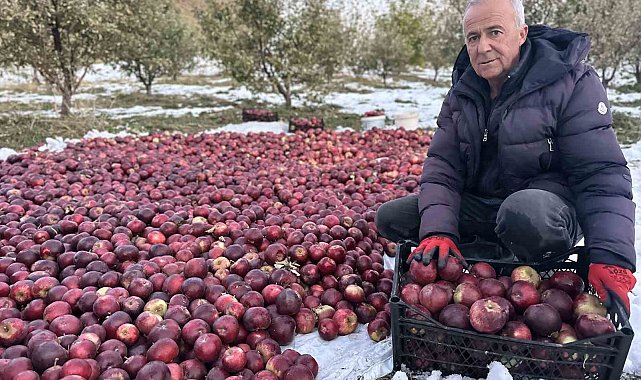 Karlı dağlarda zorlu elma hasadı