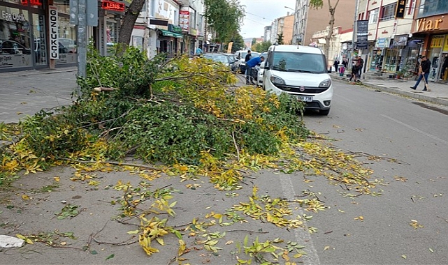 Kars'ta asırlık ağaçlar budanıyor