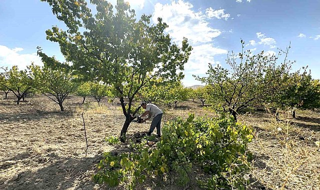 Malatya'da kayısı ağaçları budanıyor