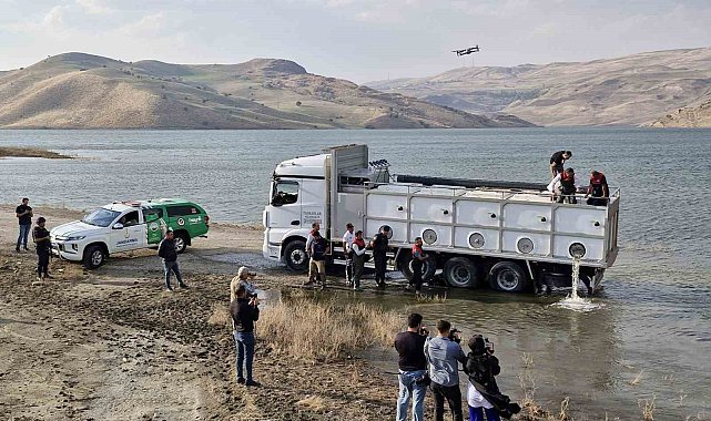 Muş'ta göl ve baraj göletlerine 4 milyon yavru sazan bırakıldı