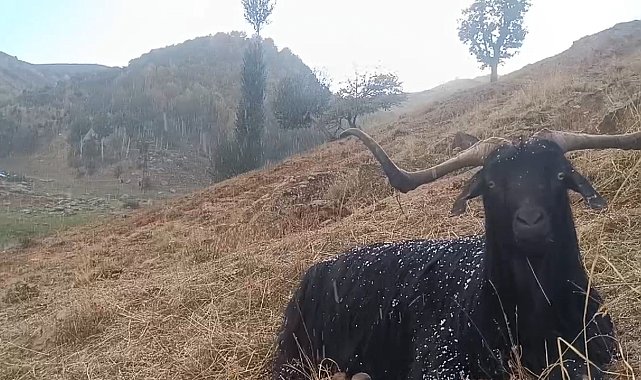 Muş'ta küçükbaş hayvanlar kar ve tipiye yakalandı
