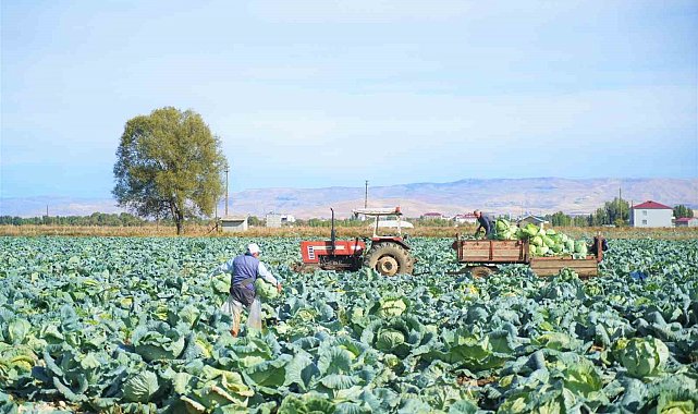 Muş'ta lahana üretiminden 120 milyon lira gelir bekleniyor