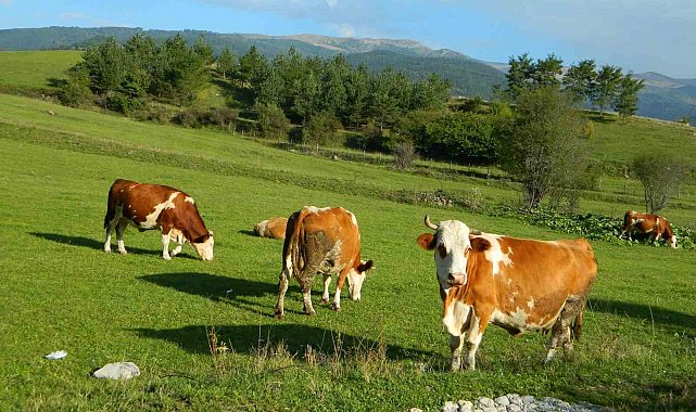 Posof'ta üç mevsim bir arada