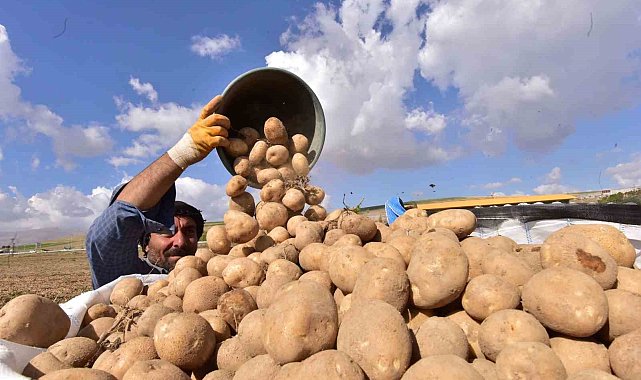 Türkiye'nin patates ambarlarından Ahlat'ta hasat başladı