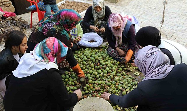 Van'da ceviz hasadı uzun sırıklarla yapılıyor