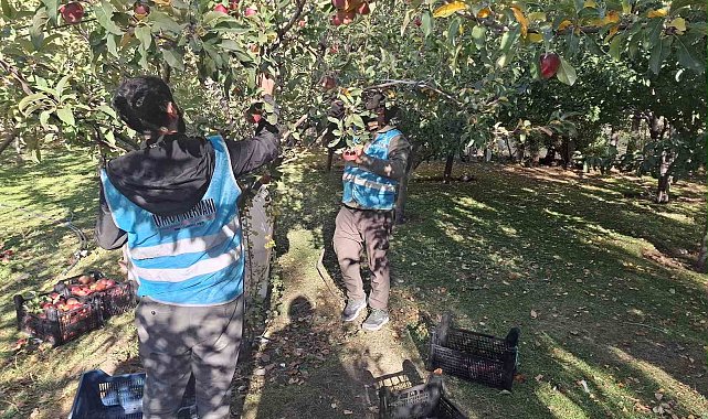 Vanlı hayırsever kadın, elma gelirini Gazze'ye bağışladı